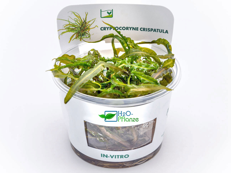 Grasblättriger Wasserkelch - Cryptocoryne crispatula in vitro